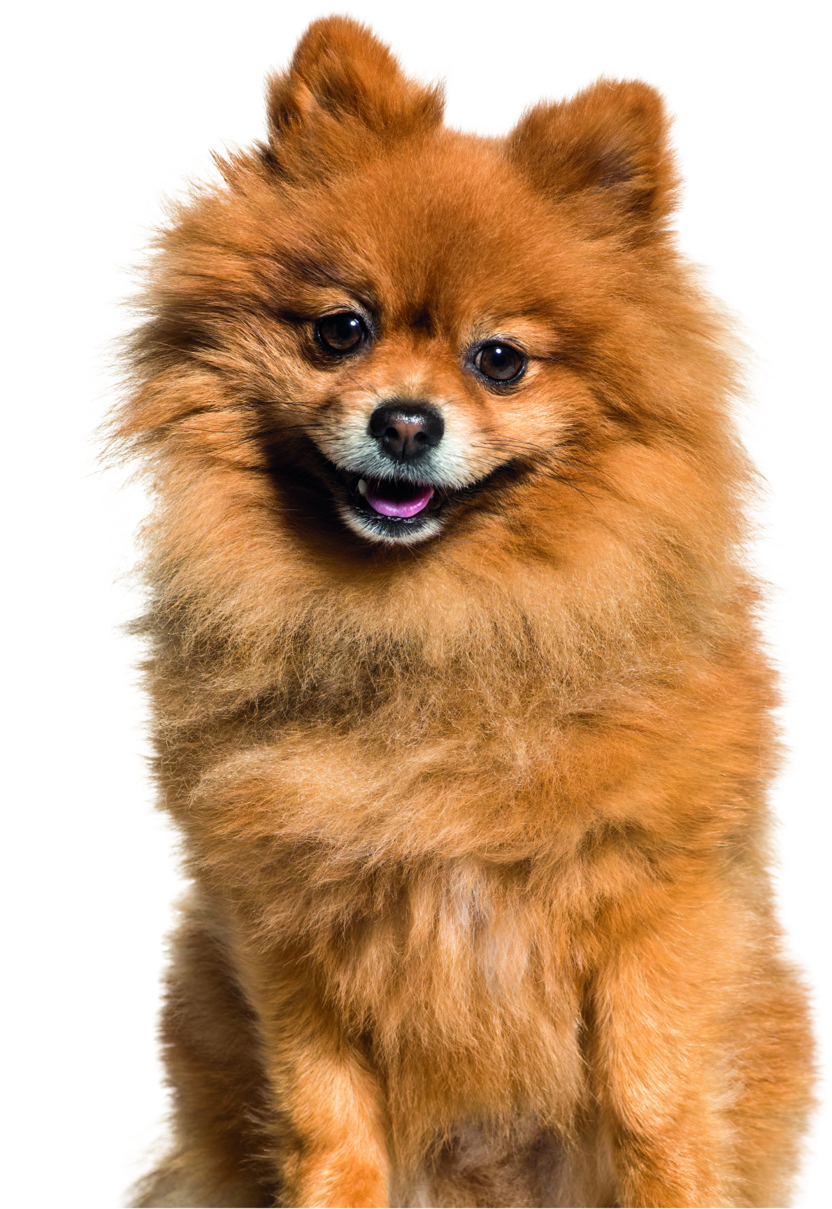 Пушистый шпиц на фоне фирменной графики