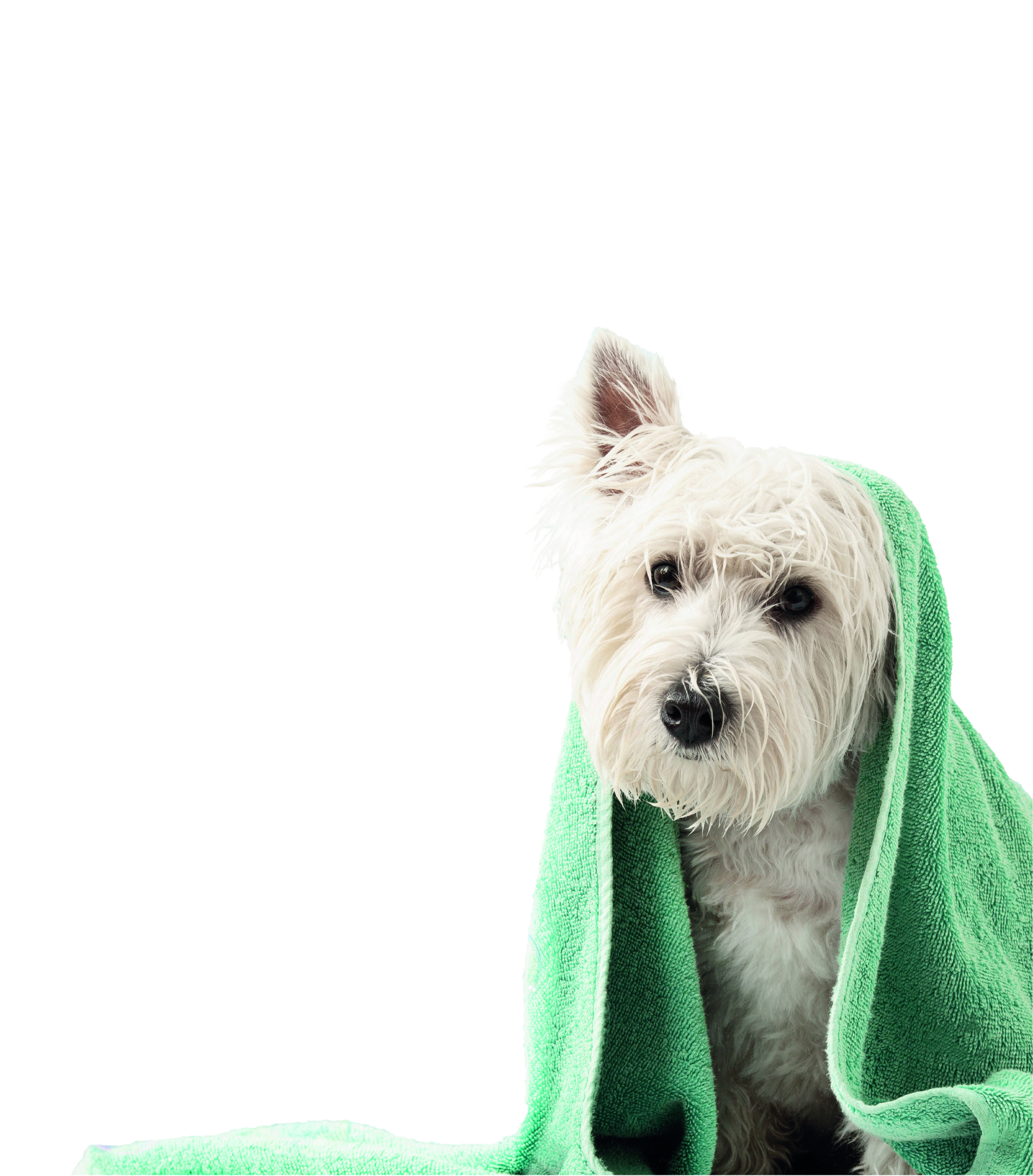 Собака в полотенце после ухода