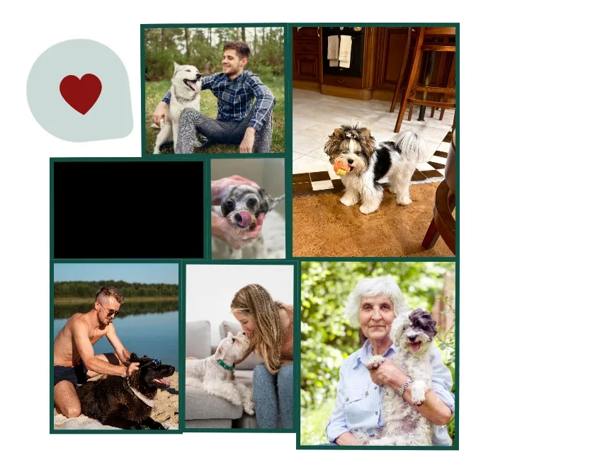 Коллаж с собаками и владельцами
